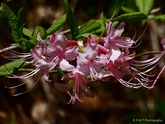 {Rhododendron canescens}
